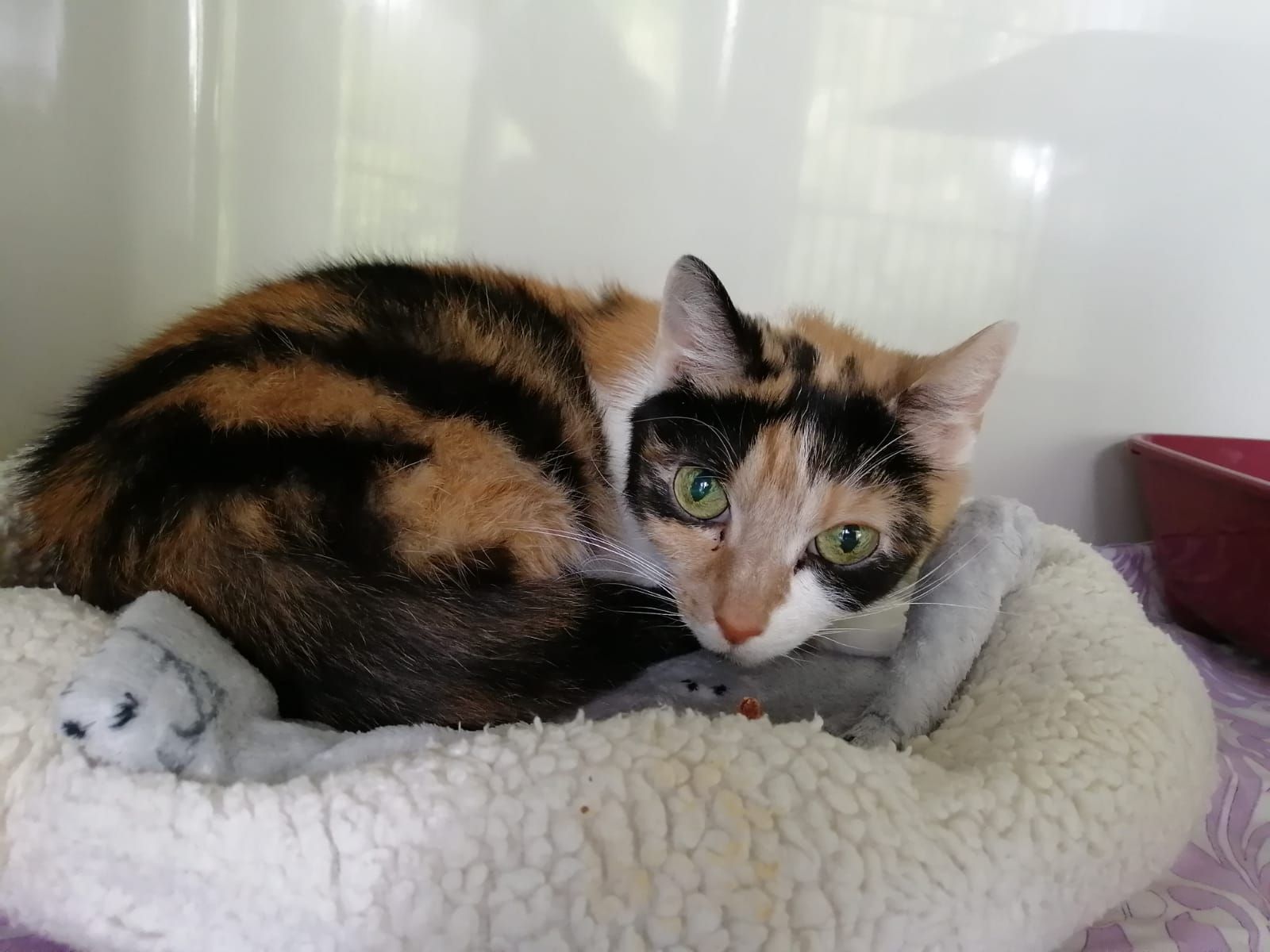 Ausgesetzte Katze “klopft” um 3 Uhr nachts bei der Hausmeisterwohnung an