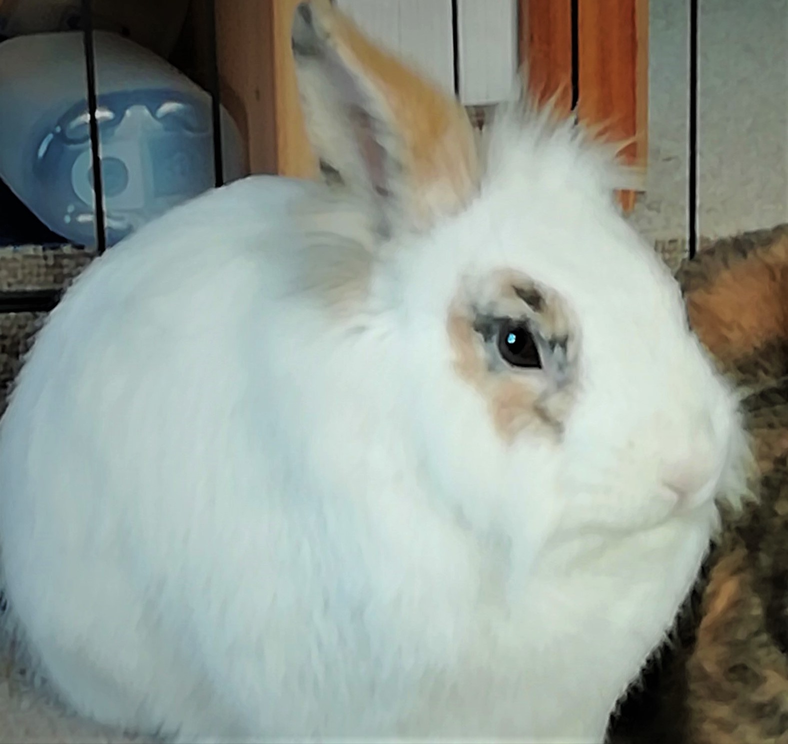 Neues Zuhause – Löwenkopf-Kaninchen Juri grüßt