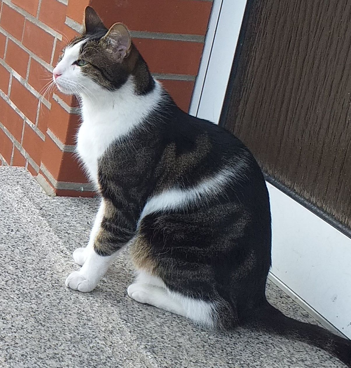 Vermisst – Kater Tiger aus Bavenstedt