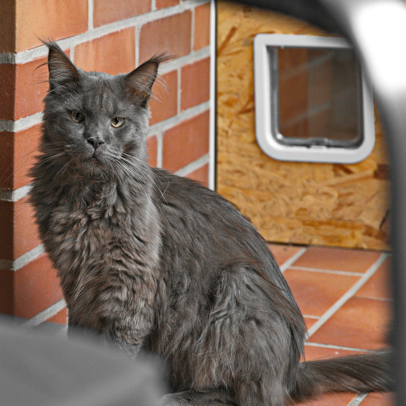 Neues Zuhause – Kater Blue/Balu grüßt