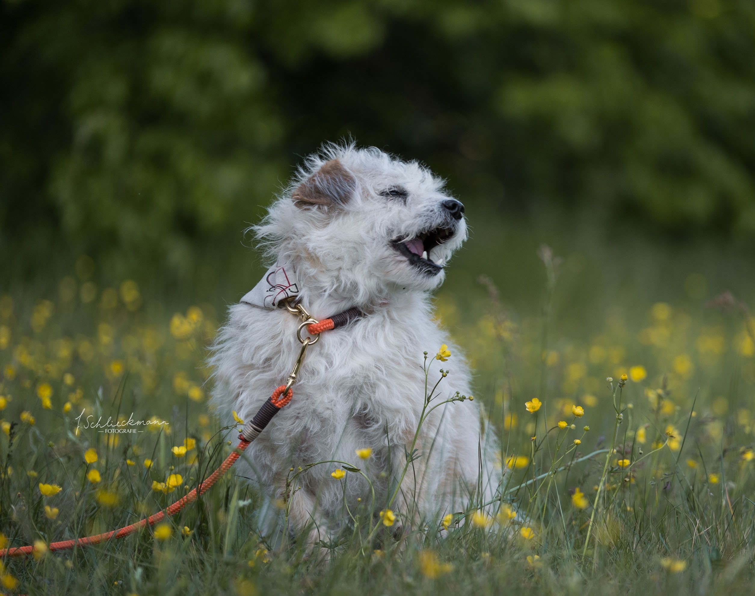 Neues Zuhause – Fellnase Chester grüßt