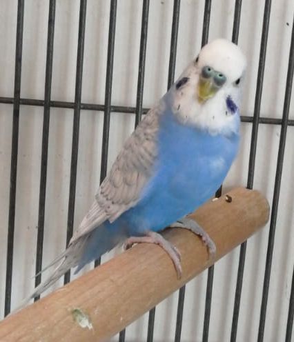 Zugeflogen – Wellnsittich bei real in Hildesheim