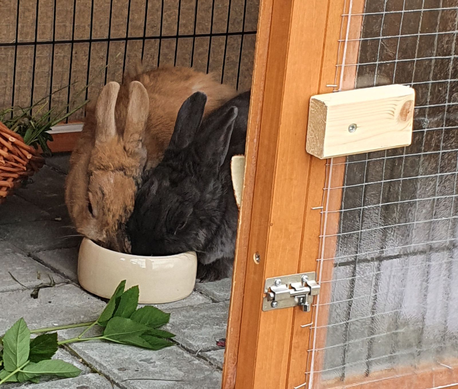 Neues Zuhause – Hennes und Sternchen grüssen