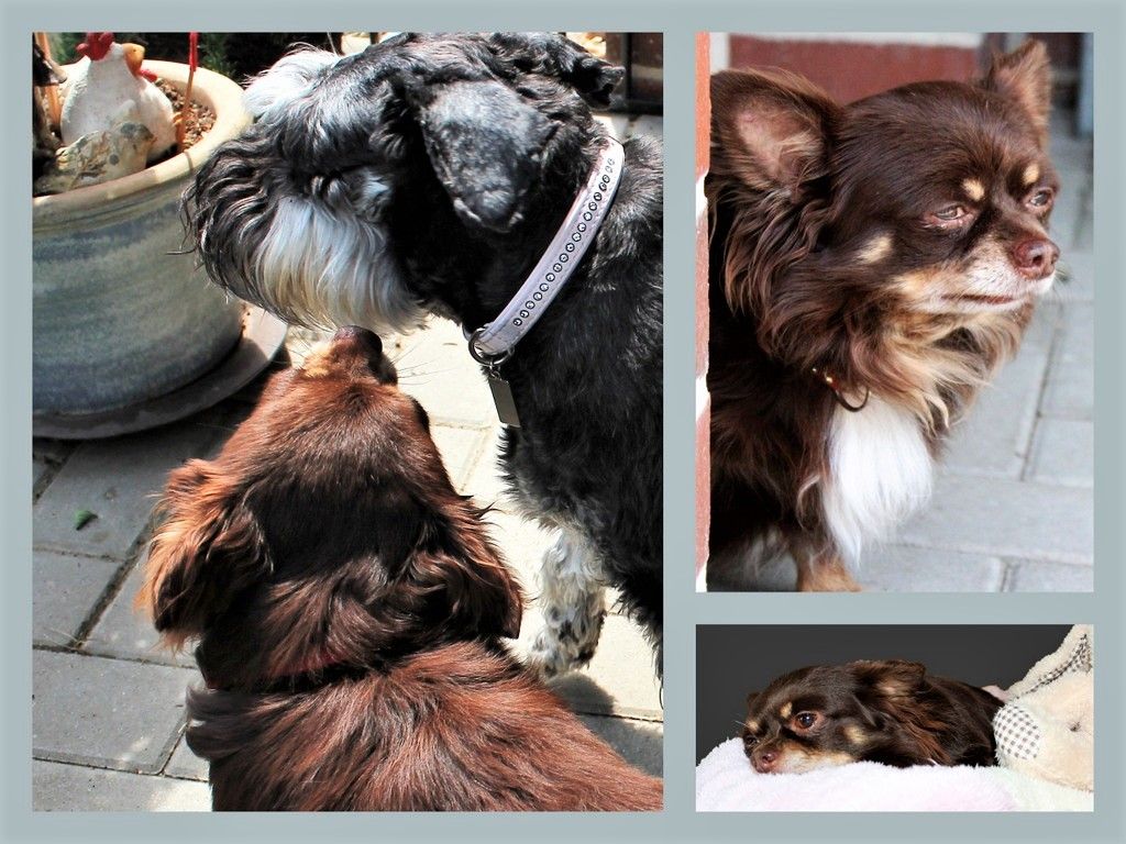 Neues Zuhause – Hund Muffin hat es toll getroffen