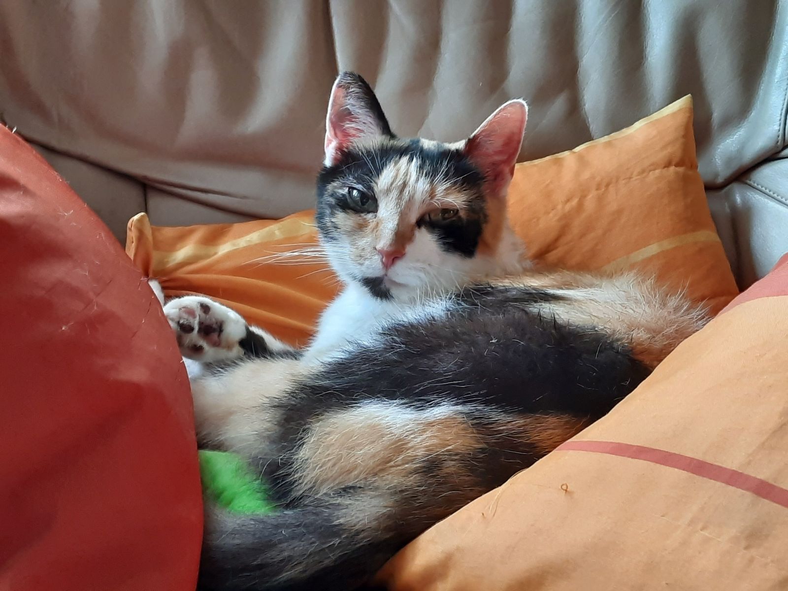 Neues Zuhause – Katze Susan grüßt