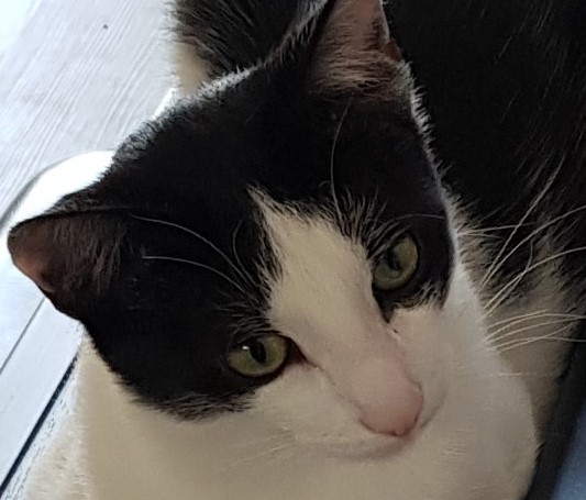 Neues Zuhause – Samtpfote Ash grüßt mit aktuellen Fotos