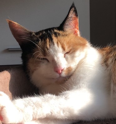 Neues Zuhause – Emelie Glückskatze grüßt nach langer Zeit