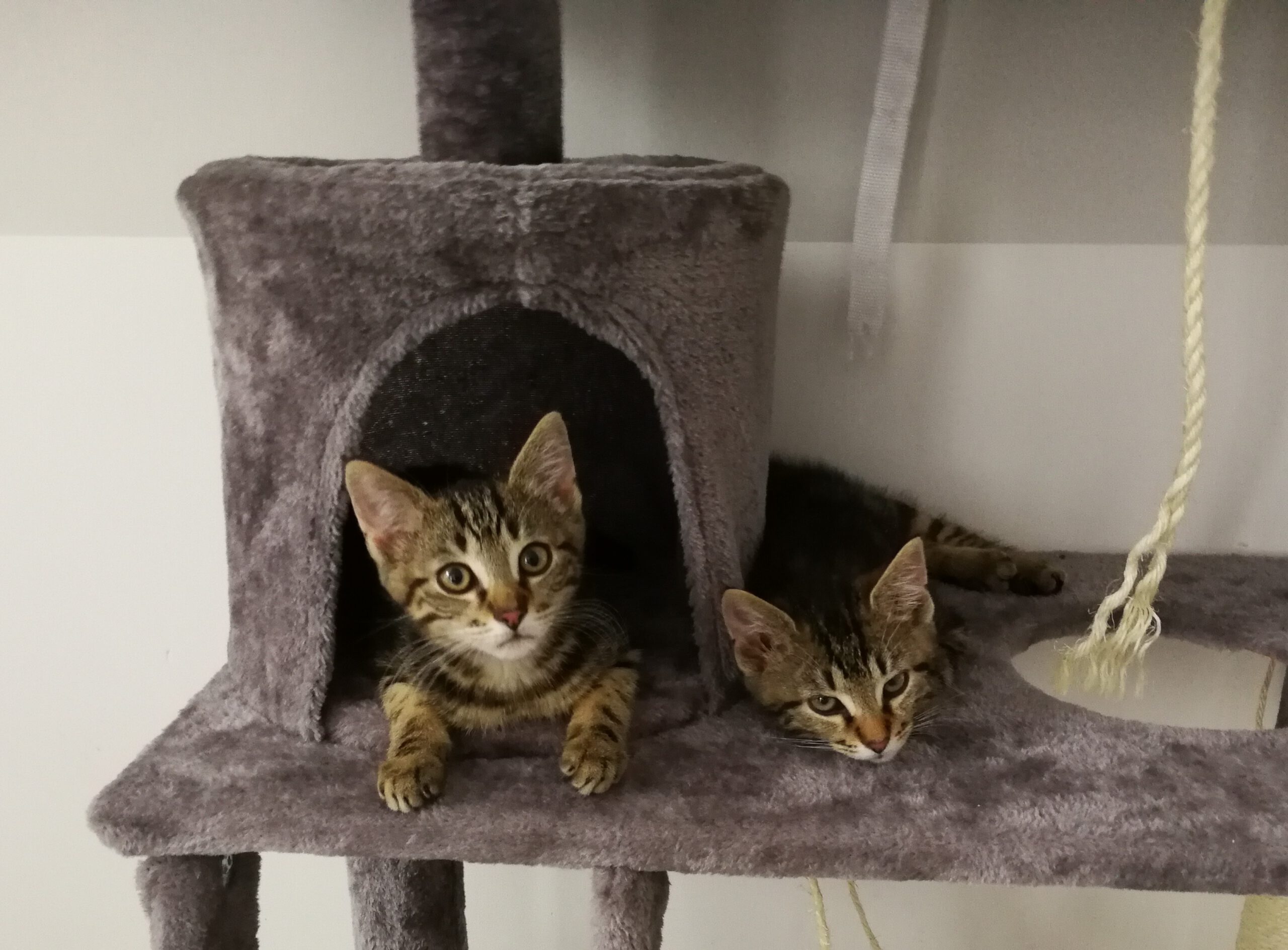 Neues Zuhause – Kleiner Bericht zu Rio und Helsinki