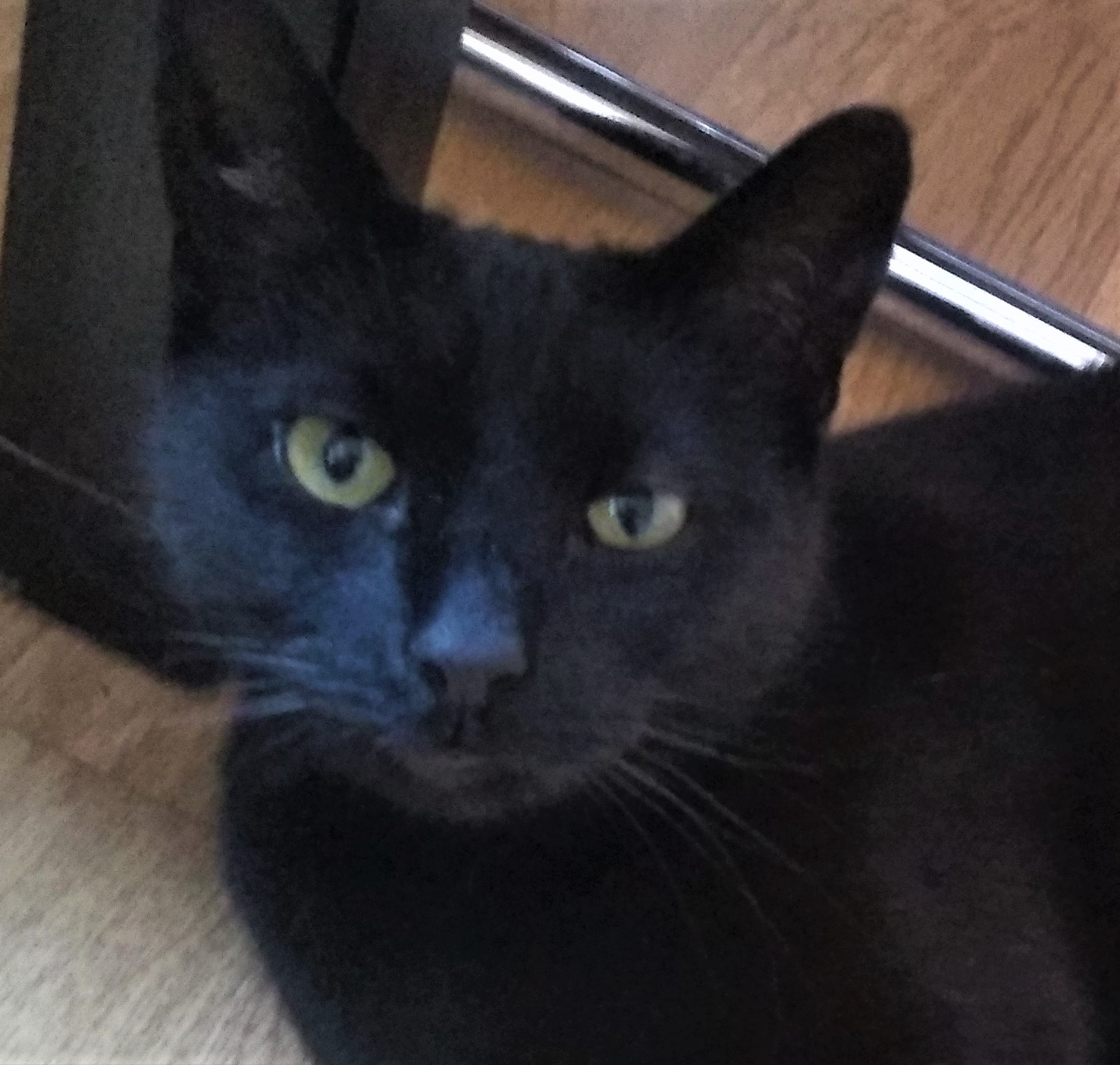 Neues Zuhause – Lilly und Lacy grüßen