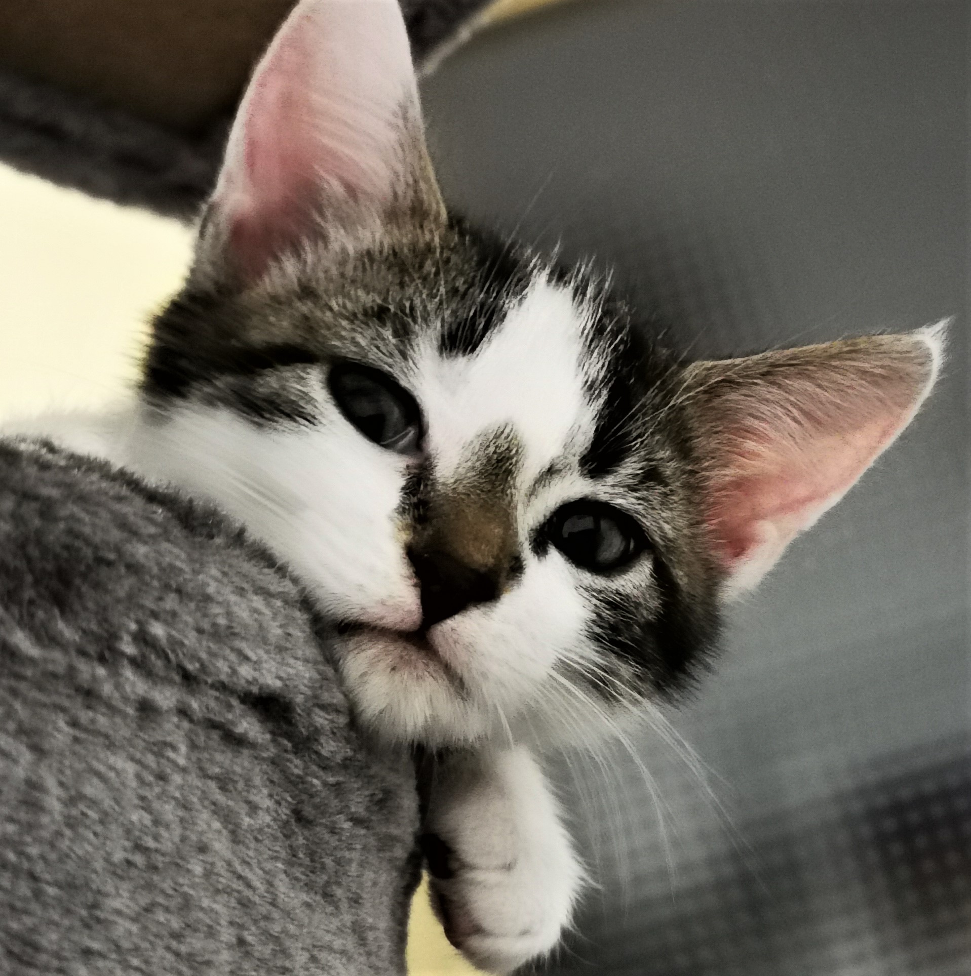 Neues Zuhause – Anders und Guzman (jetzt Mogli und Baghira) grüßen