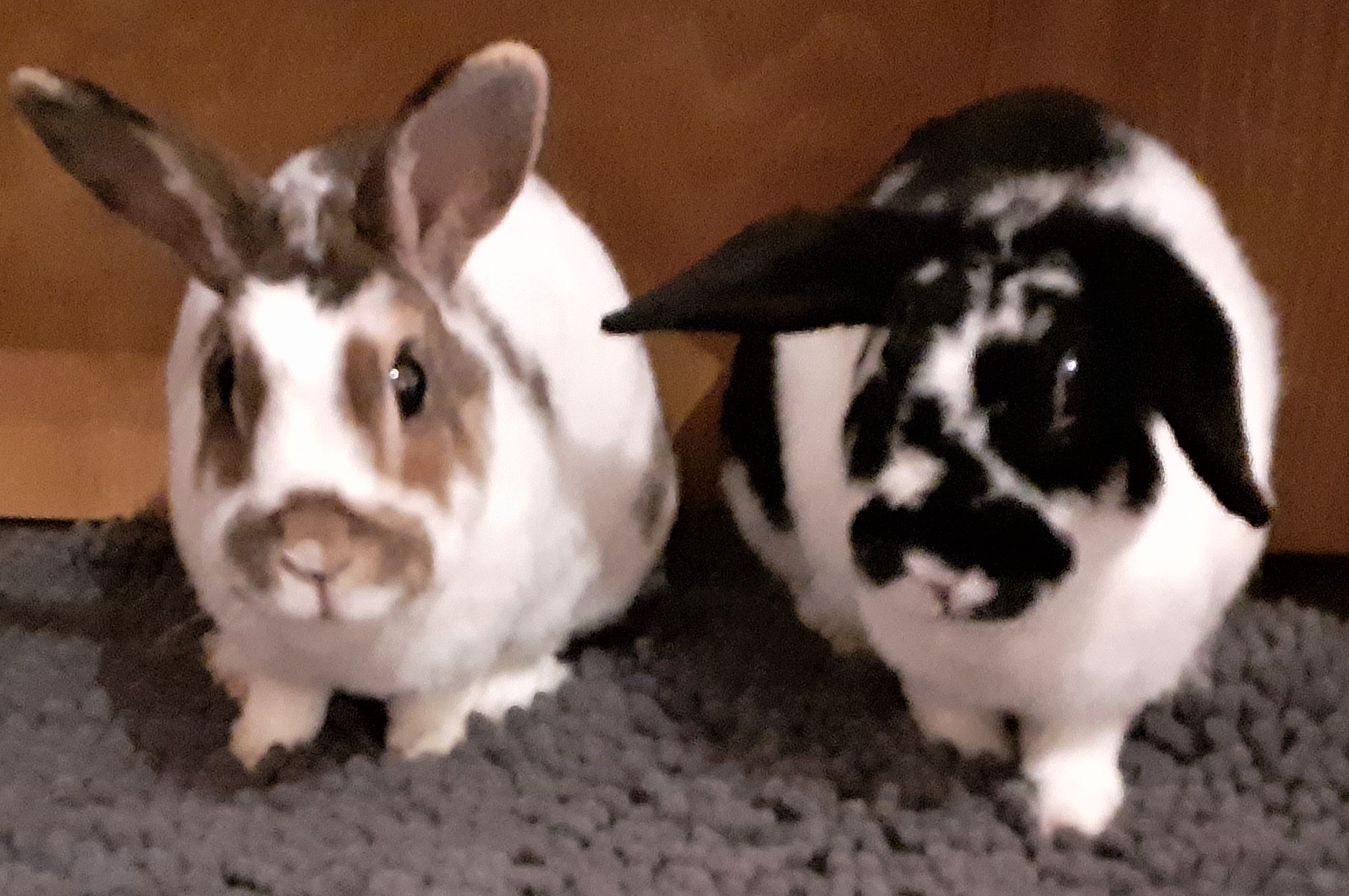 Neues Zuhause – Grüße von Baby & Johnny