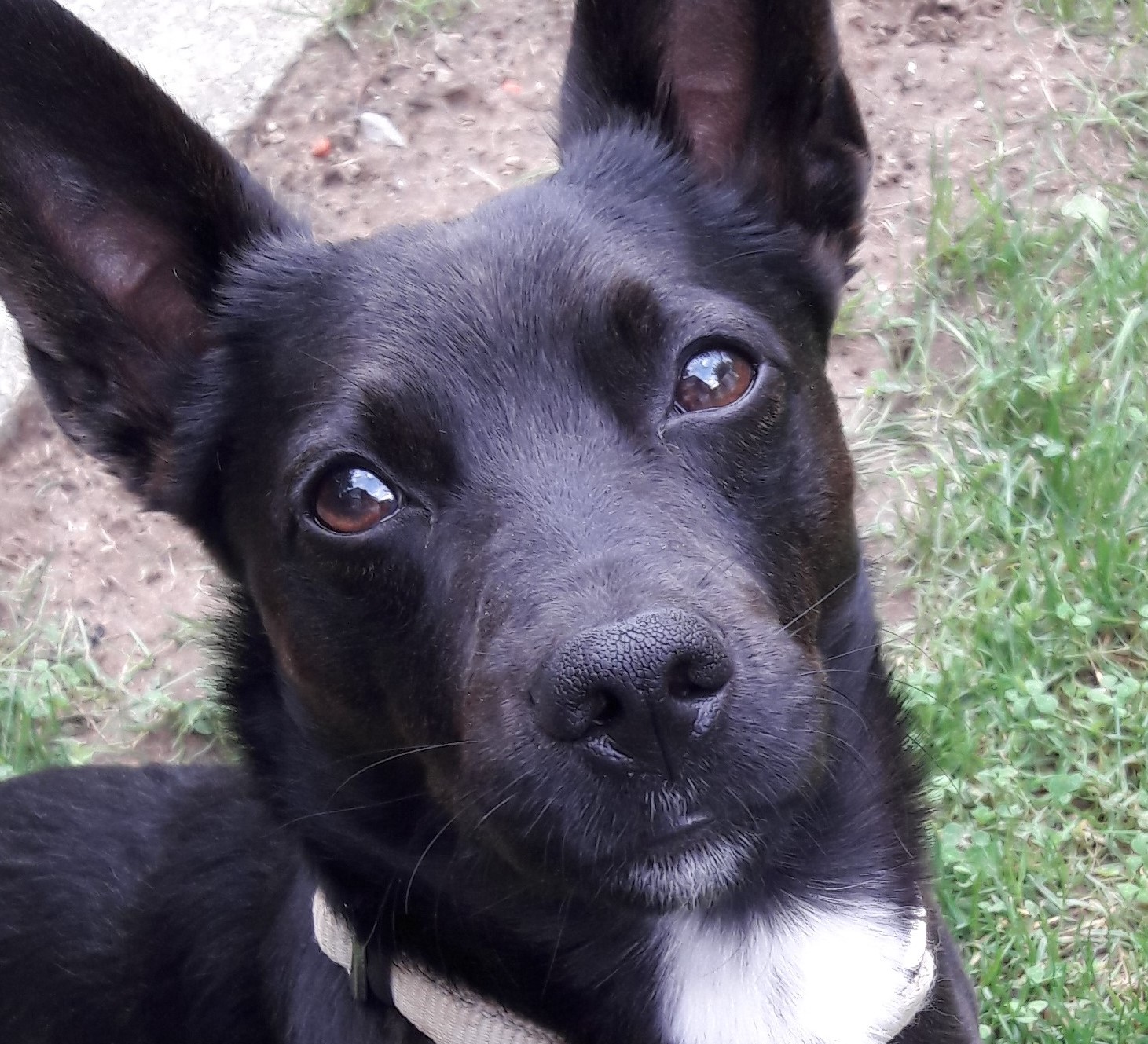 Neues Zuhause – Balou grüßt glücklich