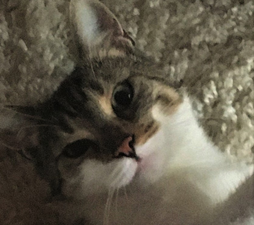 Neues Zuhause – Katze Lilly/Lea grüßt fröhlich