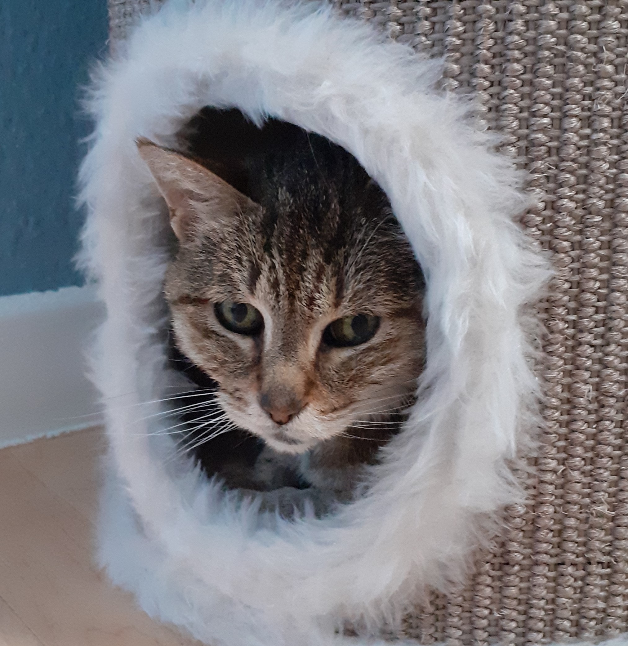 Neues Zuhause – Update und Fotos Katze Mia