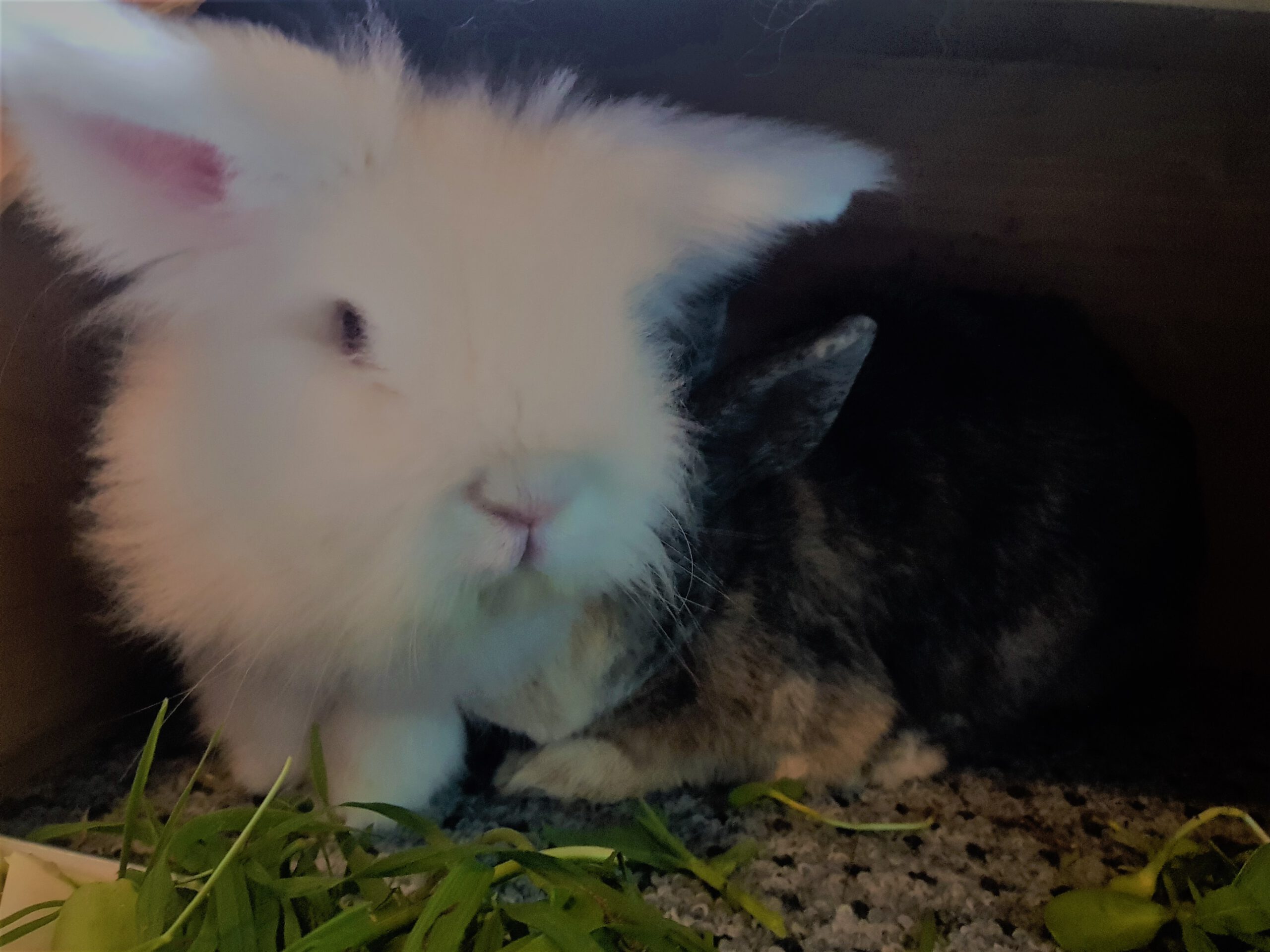 Neues Zuhause – Langohr Emil grüßt herzlich