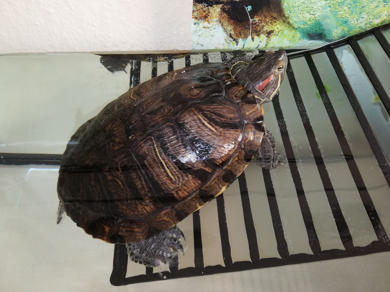 Rotwangenschildkröte Hella