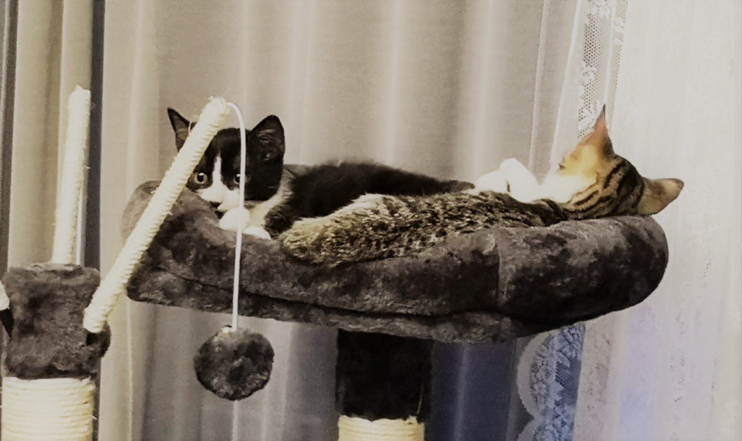 Neues Zuhause – Kätzchen Nala und Maya grüßen