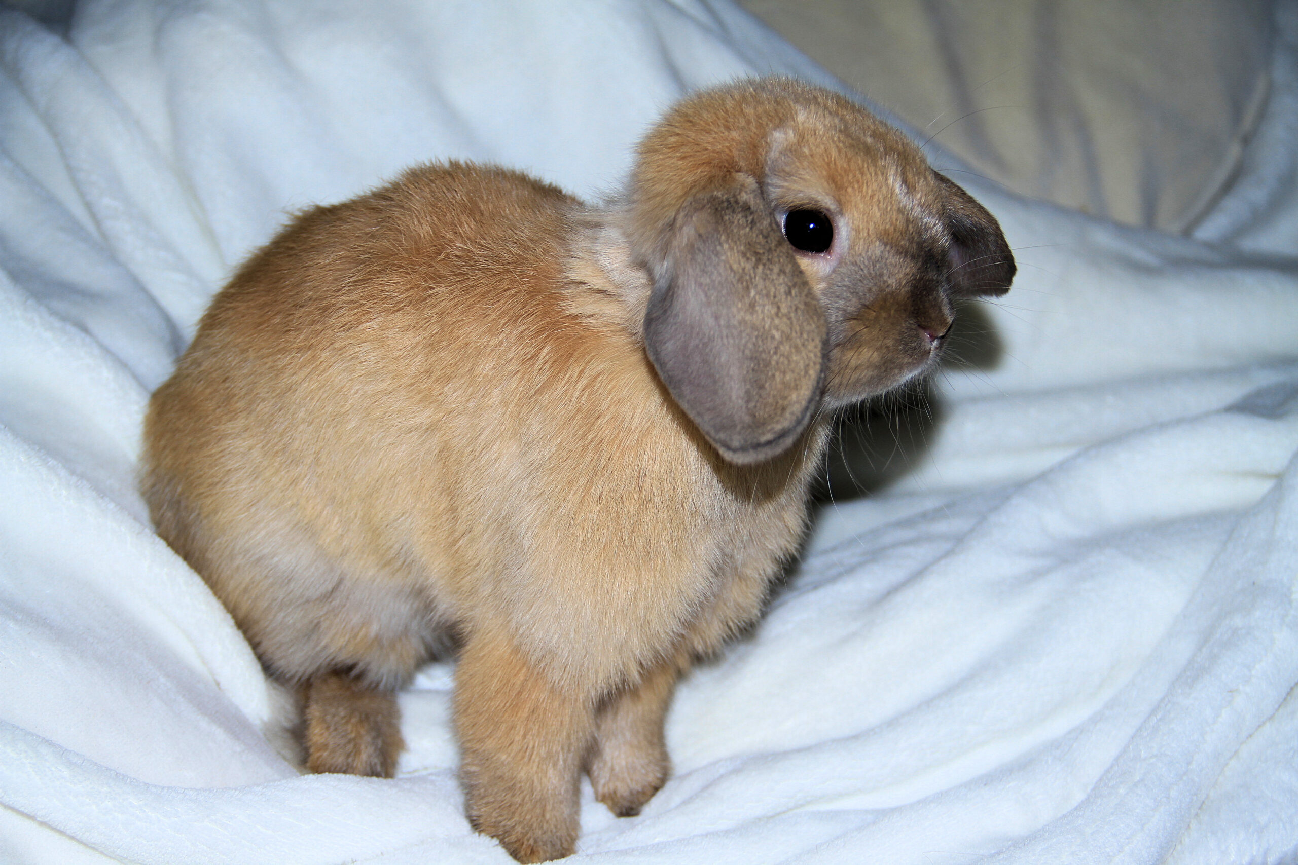 Neues Zuhause – Langohr Emmi grüßt herzlich