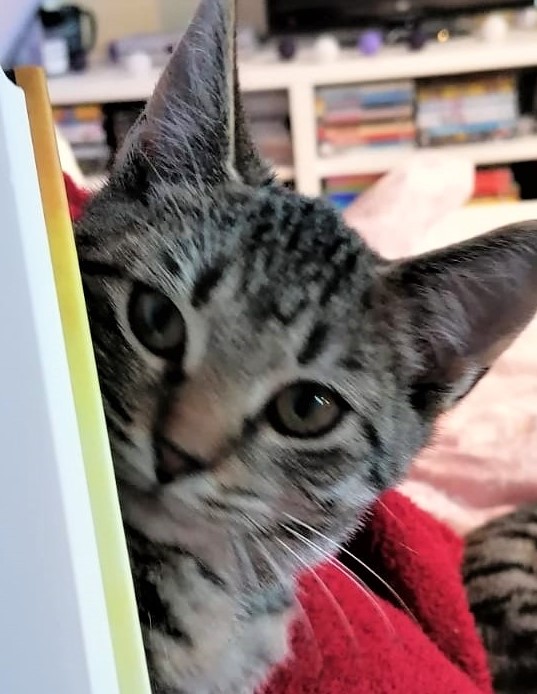 Neues Zuhause –  Viele Grüße von Marie und Tonks (Frou-Frou)