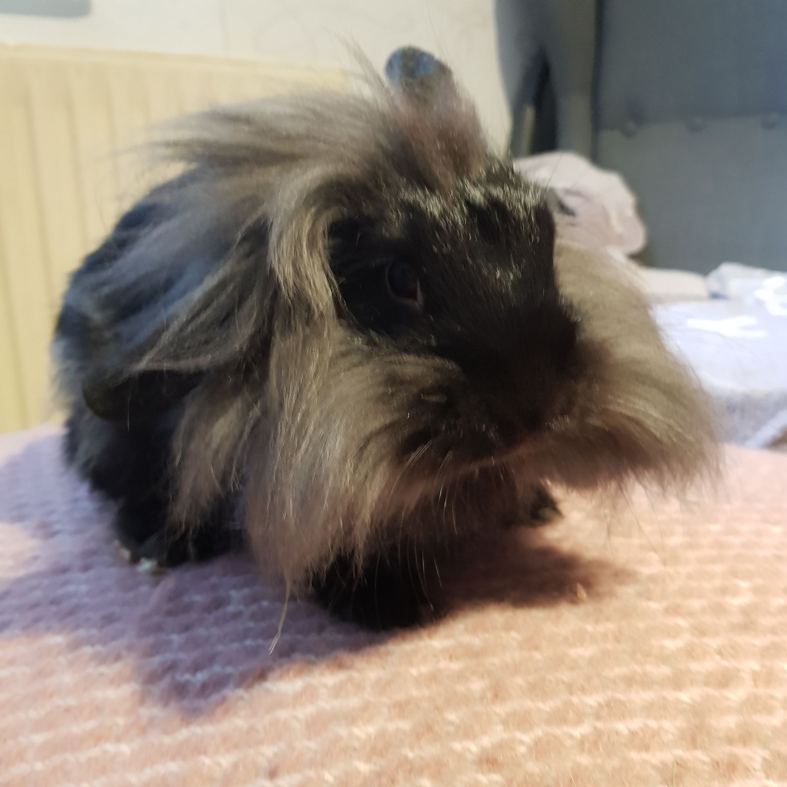 Kaninchen Hildegard Privatvermittlung