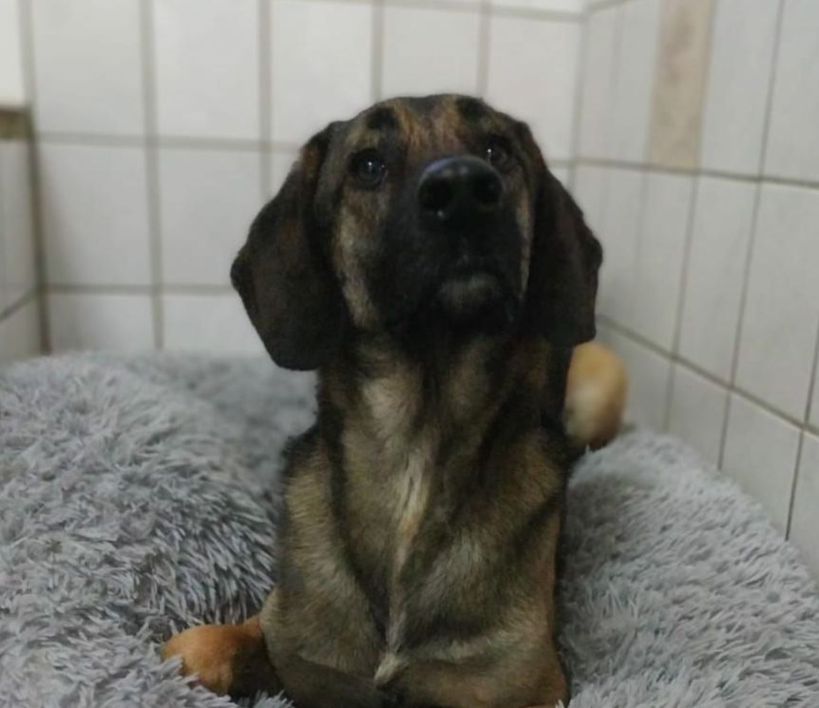 Lou bedankt sich für sein neues Bettchen