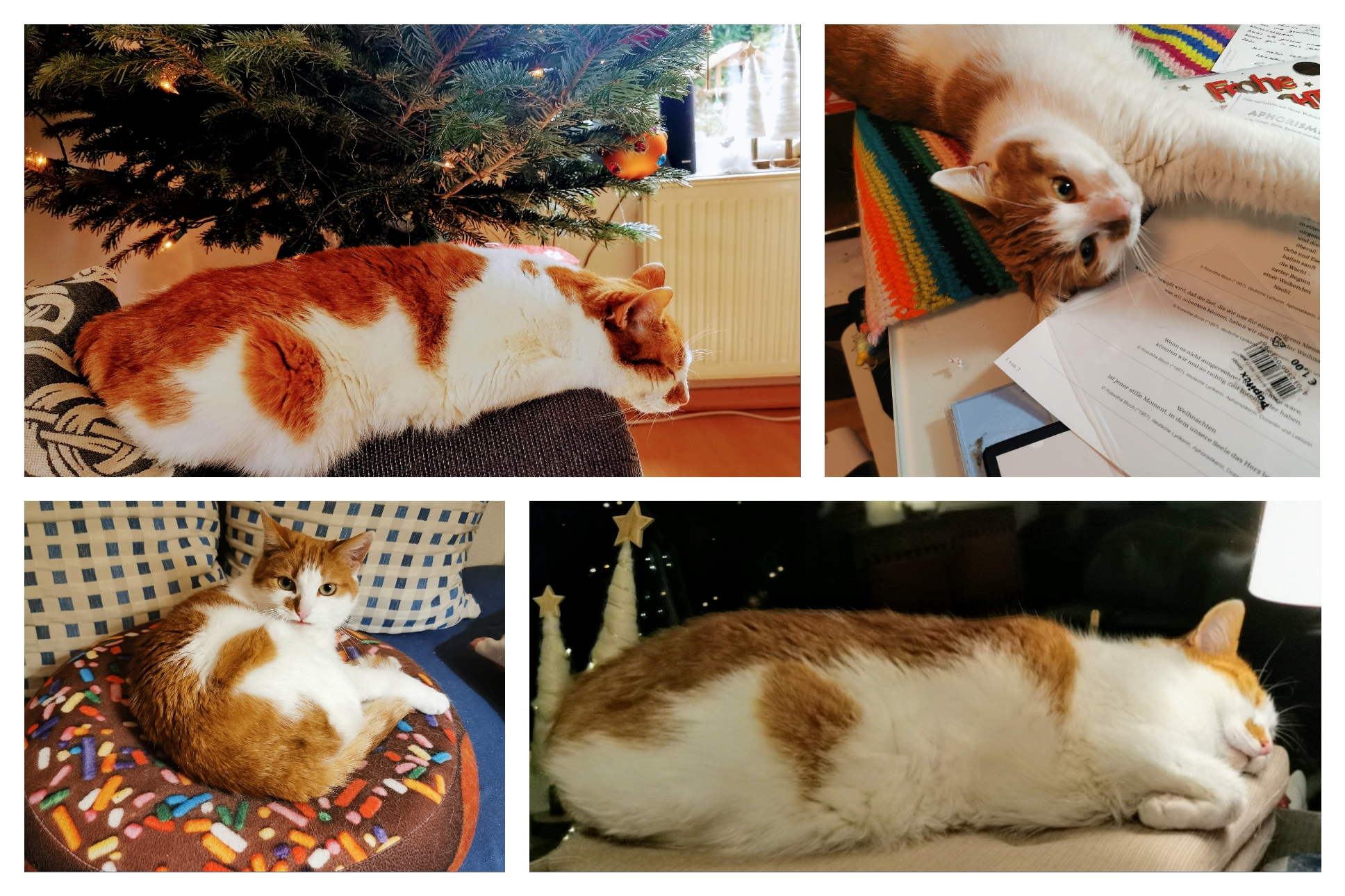 Neues Zuhause – Weihnachtsgrüße von Ruby