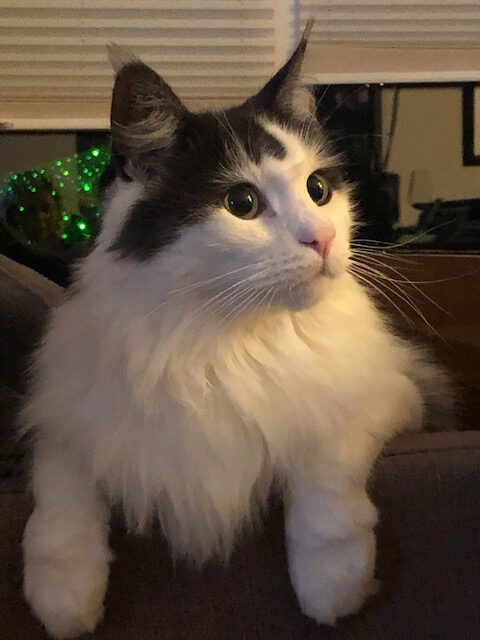 Neues Zuhause – Kater Sammy (ehemals Pascha) grüßt herzlich