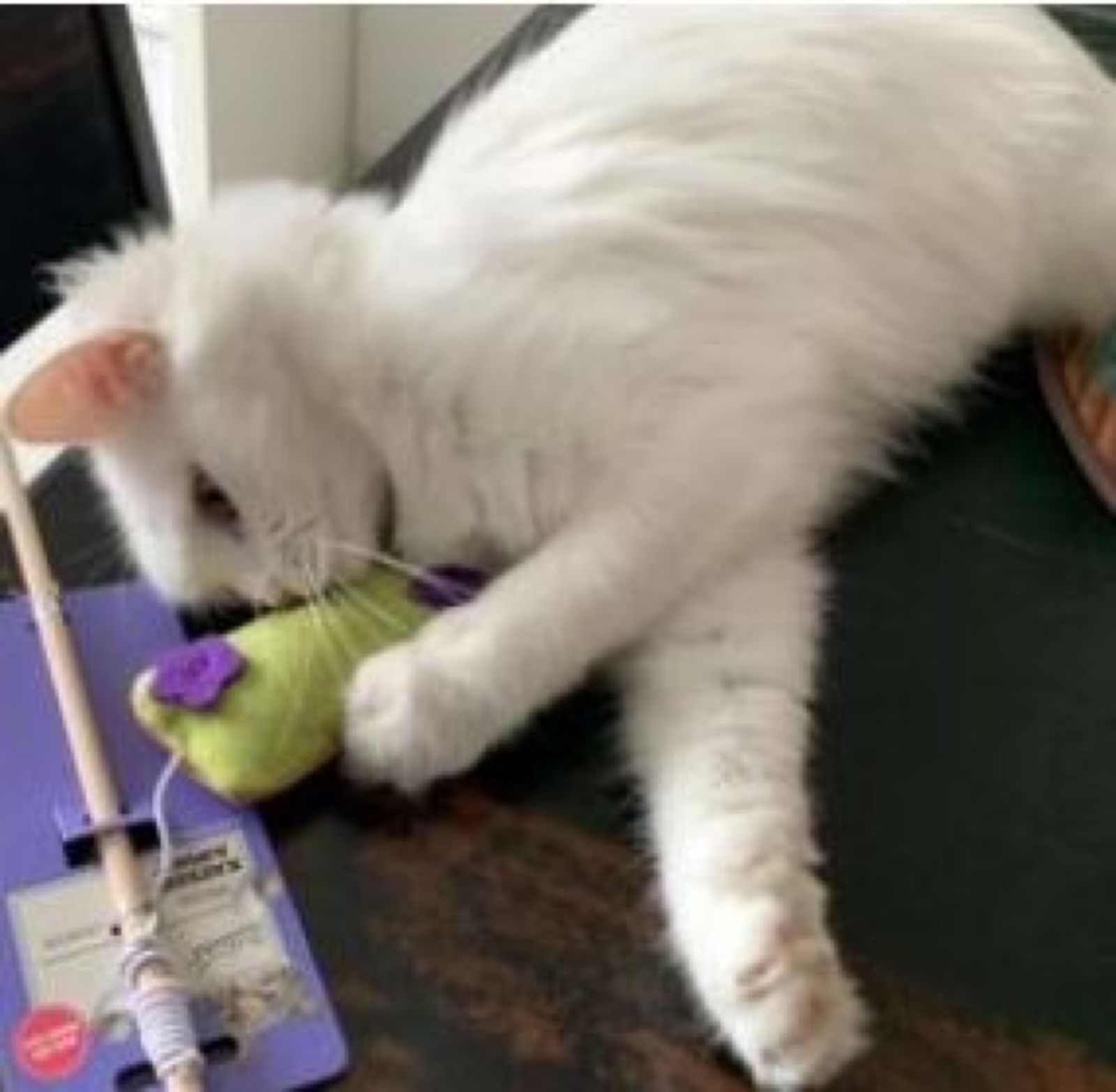 Vermisst – Katze Dainerys aus der Anne Frank Strasse aus Sarstedt