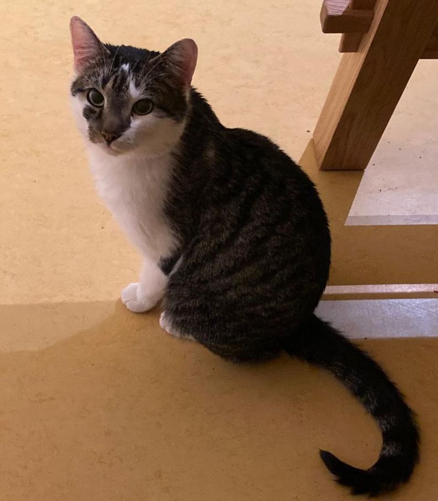 Zugelaufen – Kater in der Diakonie in Sorsum zugelaufen