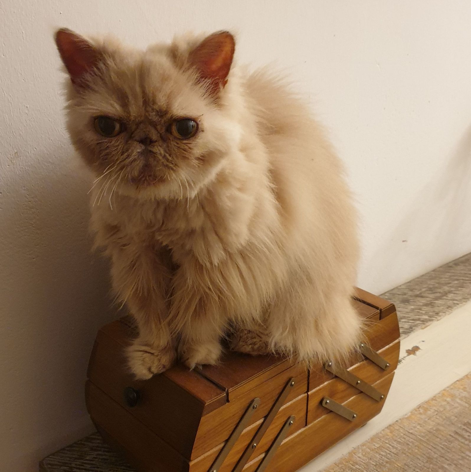 Neues Zuhause – Perserkatze Honey grüßt