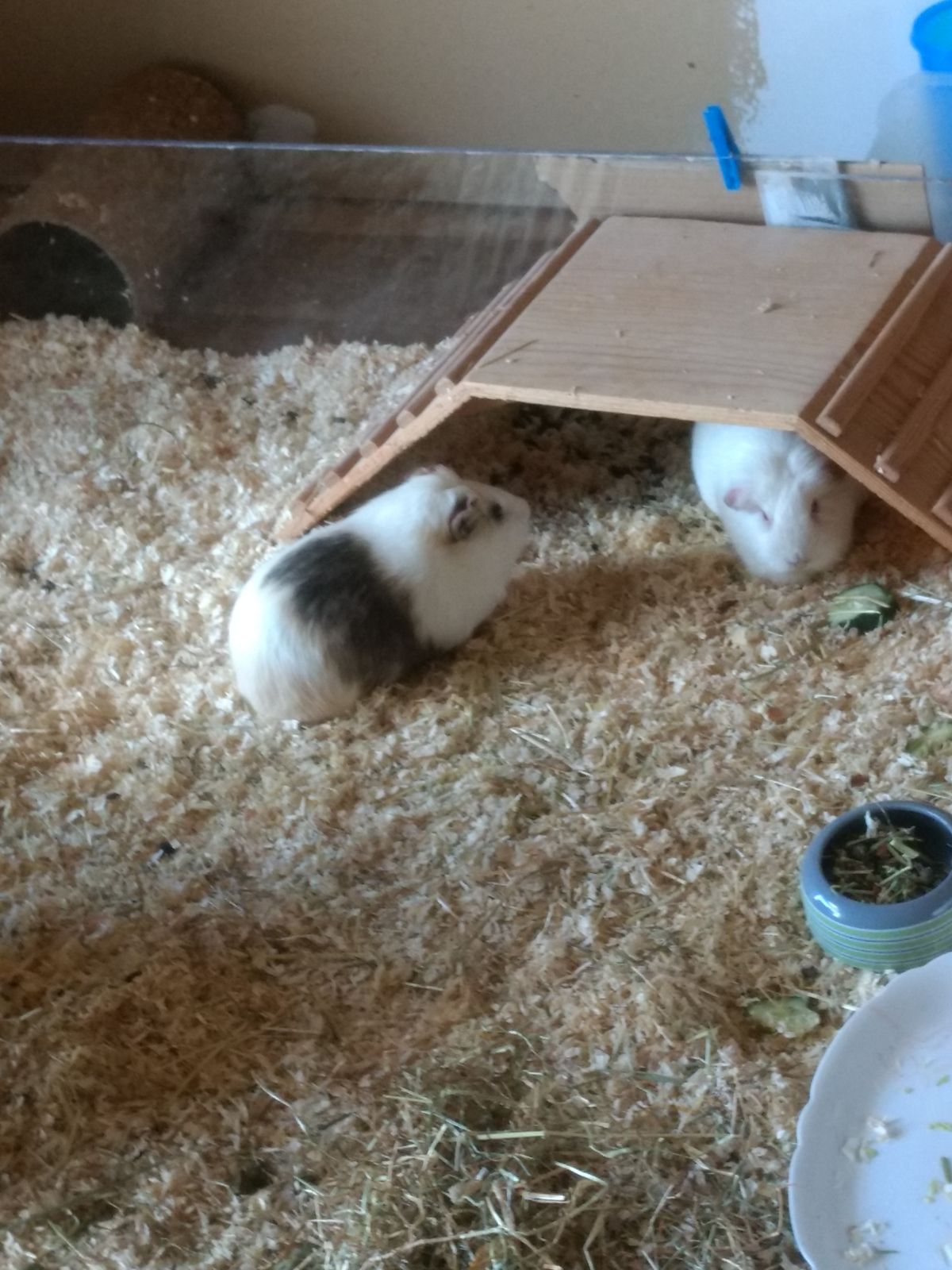 Neues Zuhause – Meerschweinchen Oma grüßt