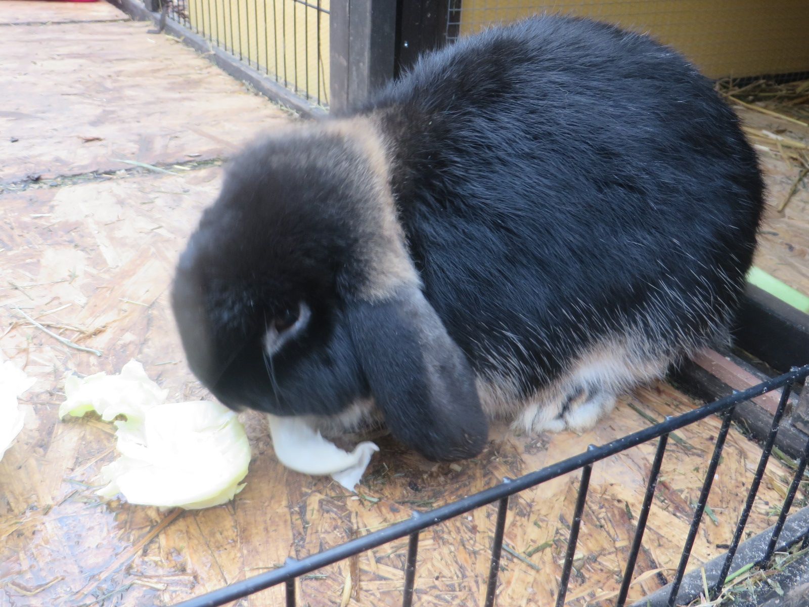 Neues Zuhause – Polly und Pepper grüßen