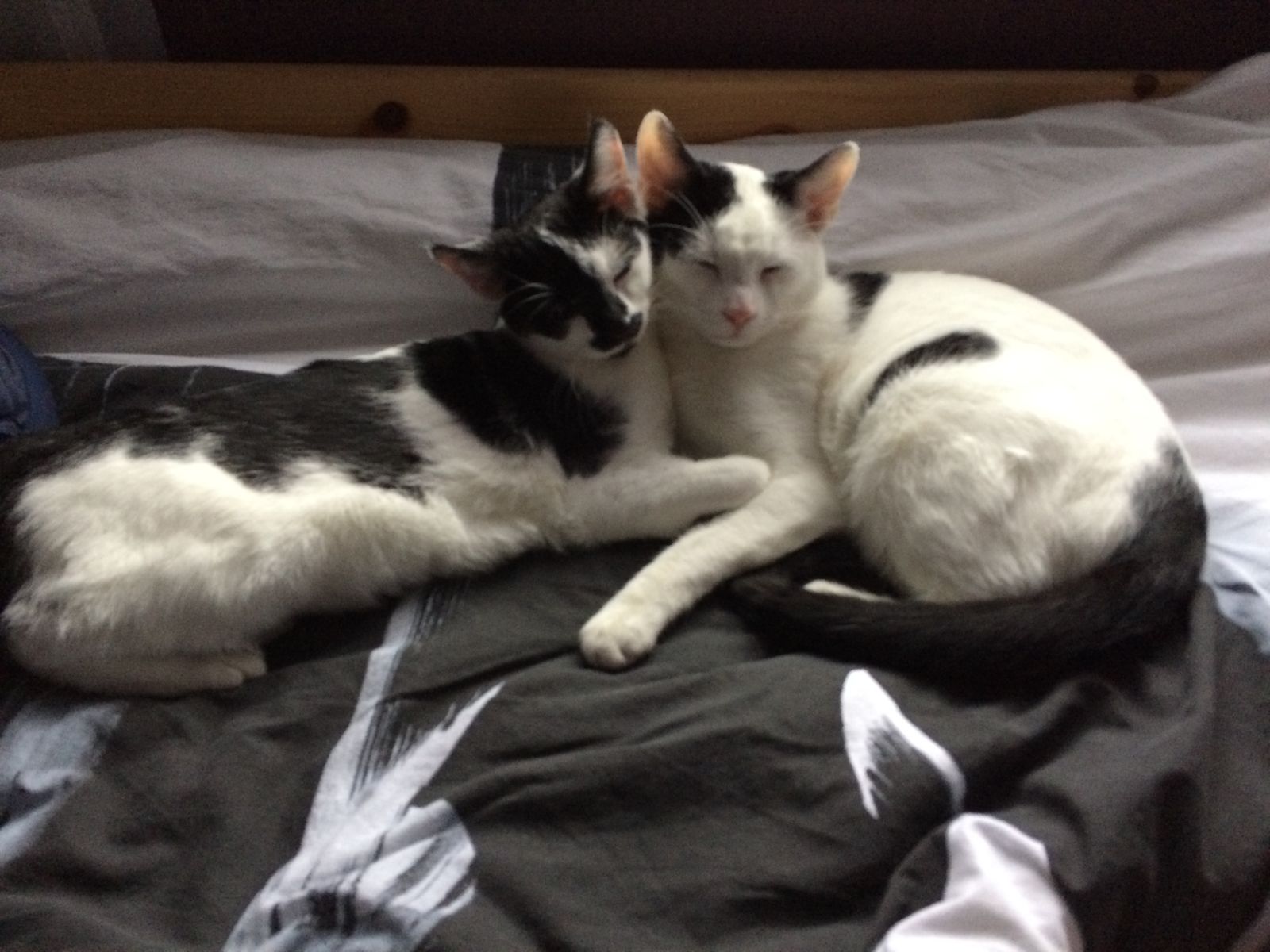 Neues Zuhause – Ronja und Sammy