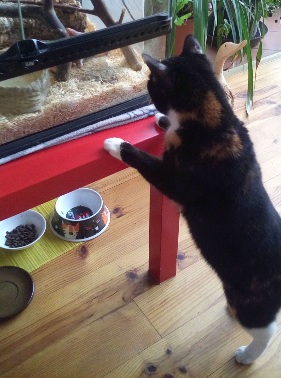 Neues Zuhause – Katze Sandy grüsst