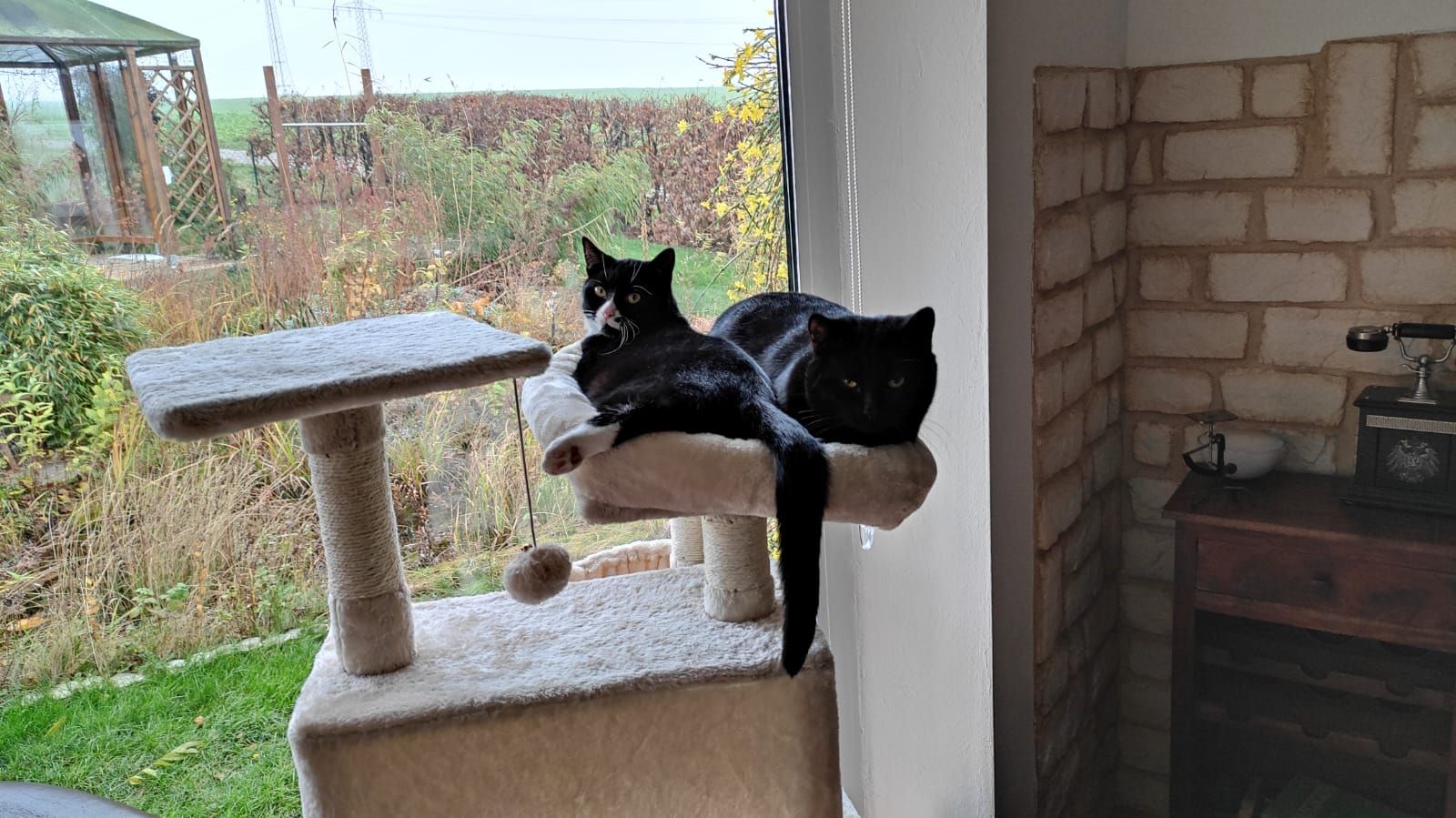 Neues Zuhause – Soda und Scotch grüßen