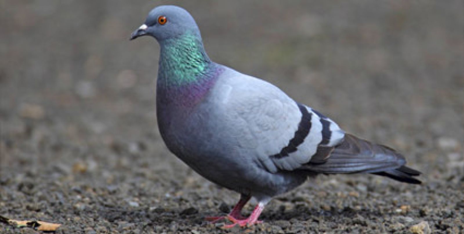 “Machen Tauben krank” ein Film vom Landestierschutzbund