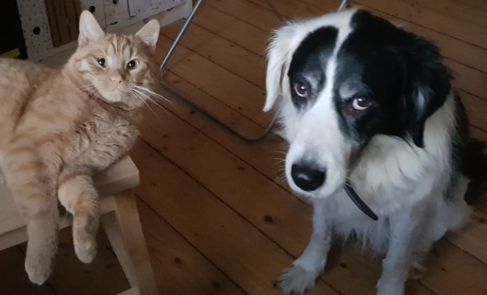 Neues Zuhause – Grüße von Alfons (Shreck) und Urmel