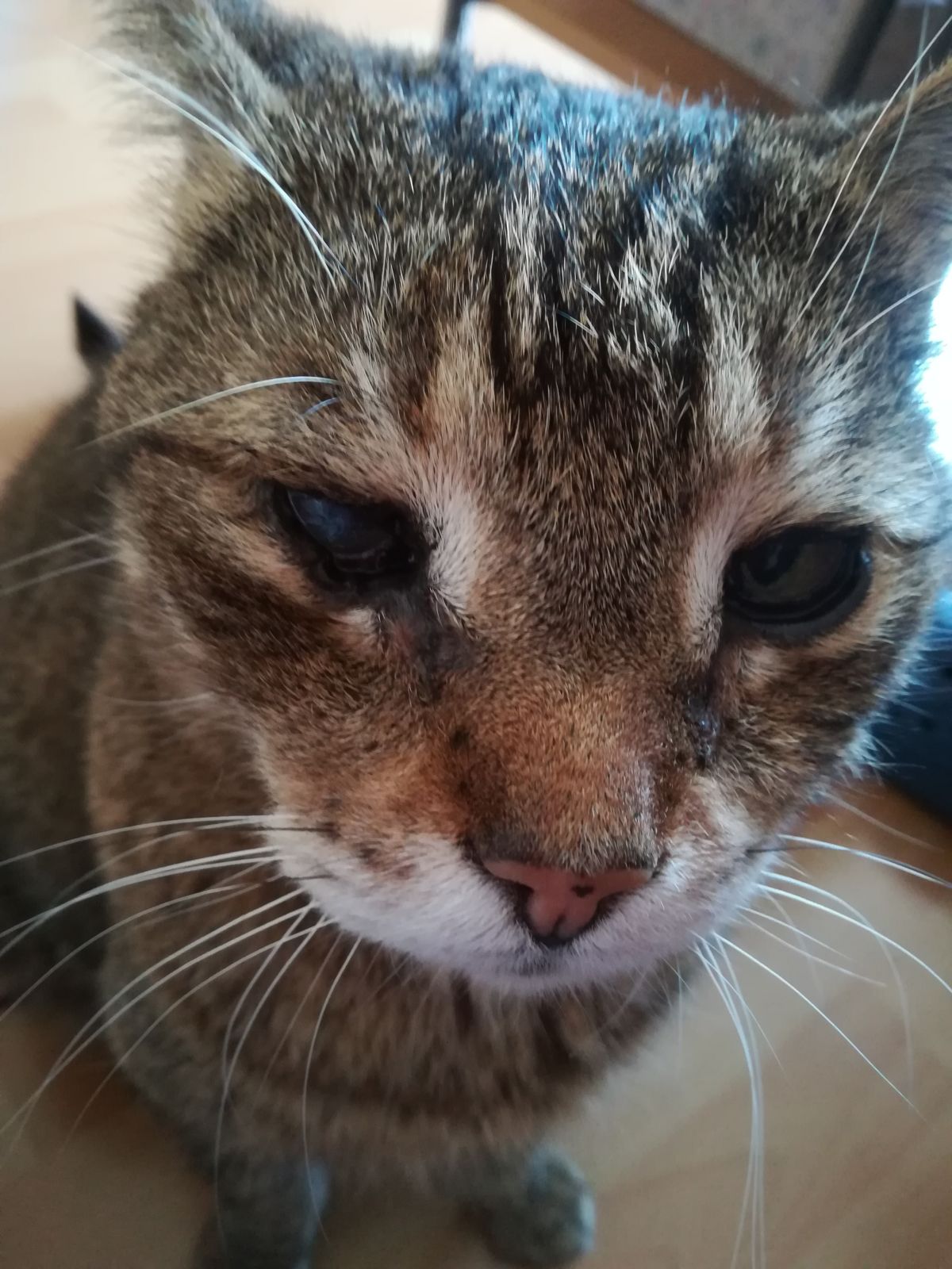 Vermisst – Kater Bobby aus Harsum