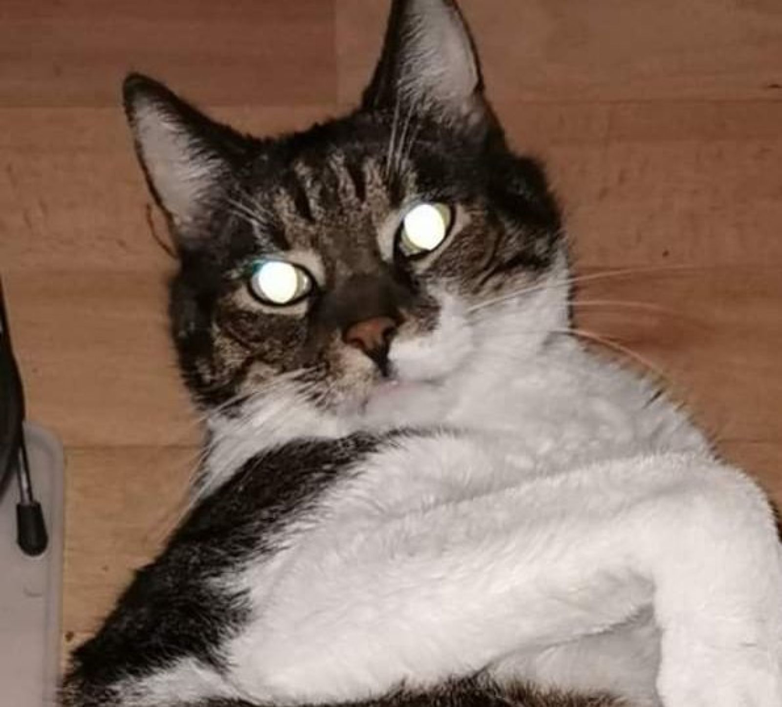 Vermisst – Kater Tiger aus Hönnersum