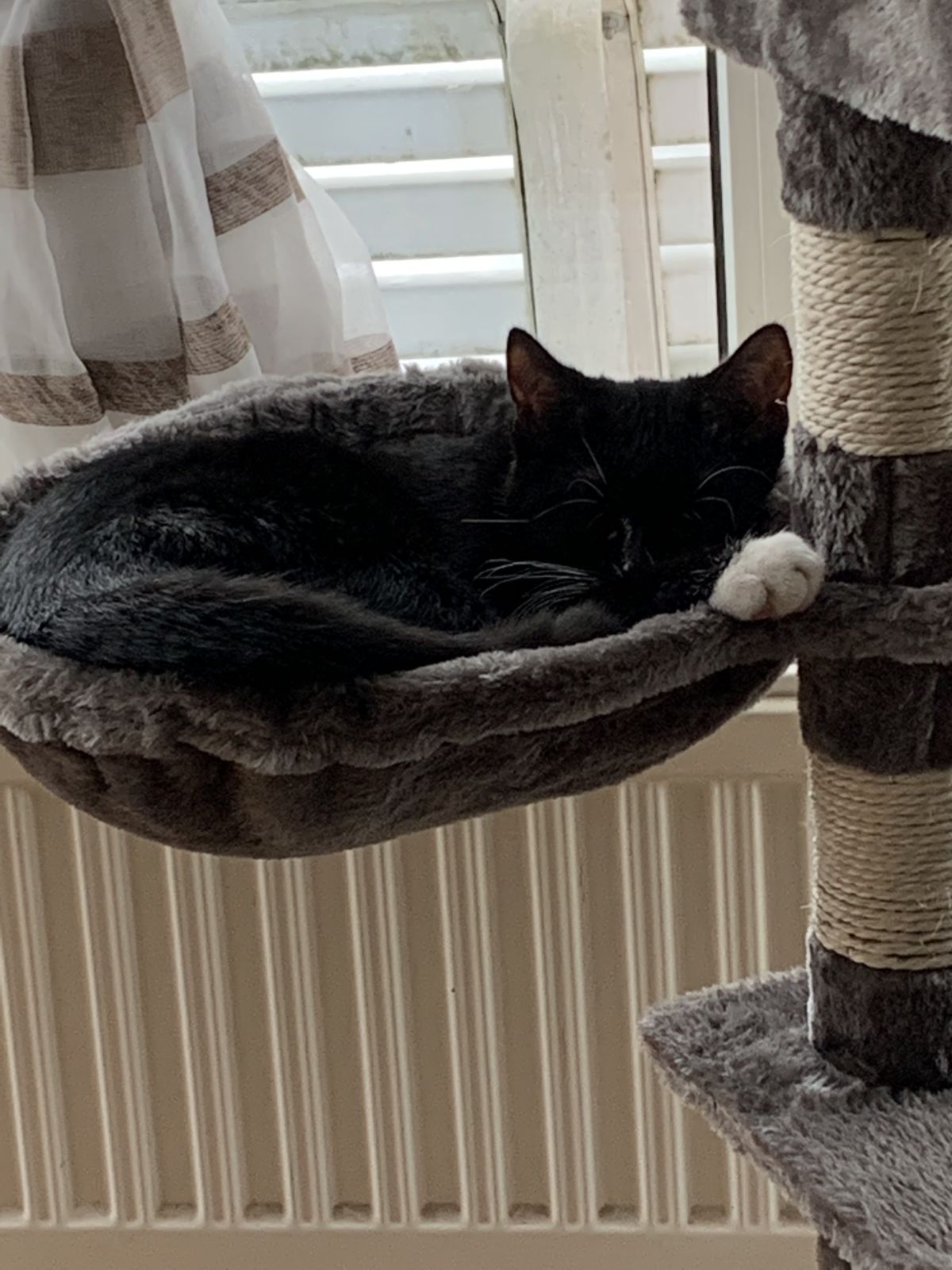 Neues Zuhause – Ron und Akiro