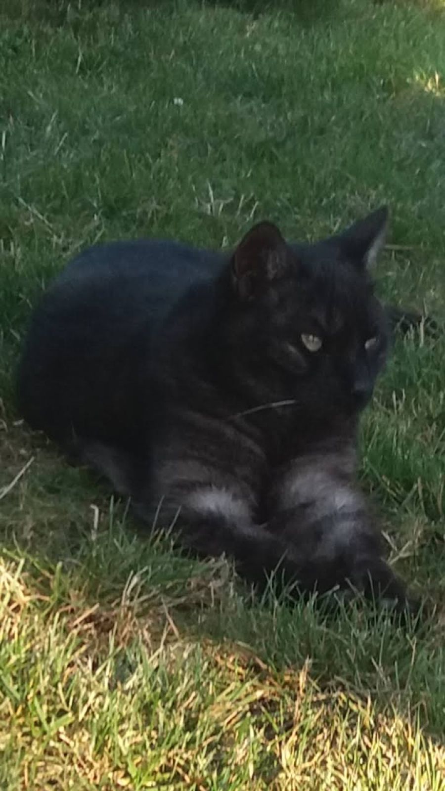 Neues Zuhause – Katze Christin