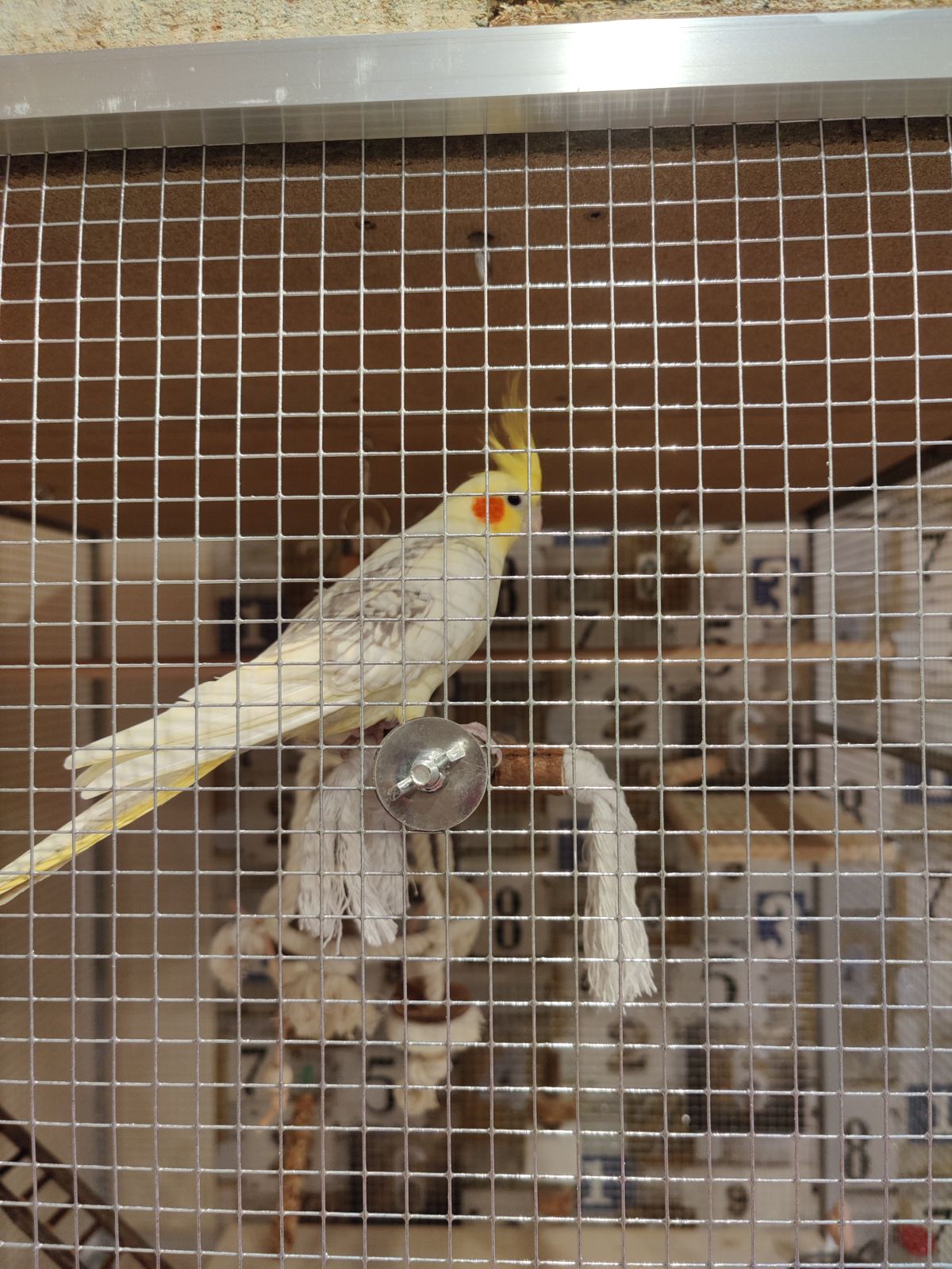 Neues Zuhause – Cleopatra grüsst