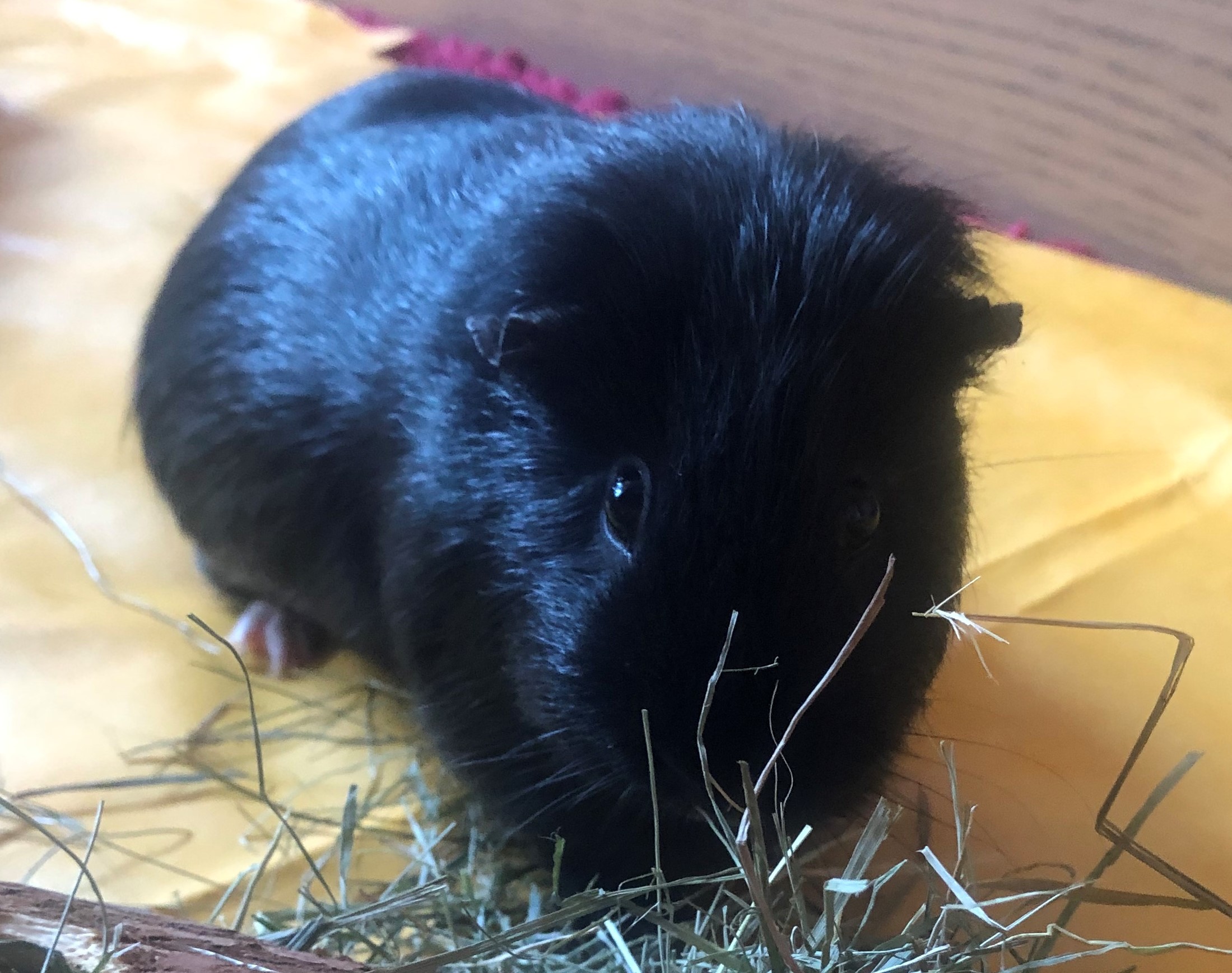 Neues Zuhause – Meerschweinchen Fridolin grüßt