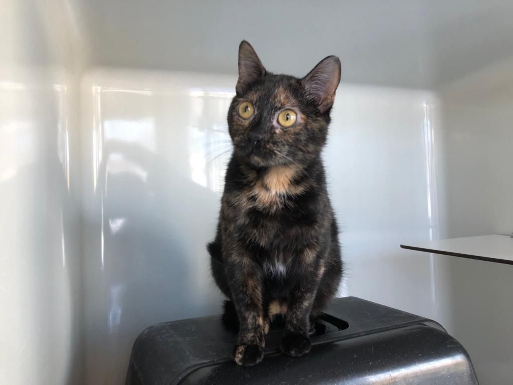 Zugelaufen – Katze in der Max-Eyth-Strasse gefunden