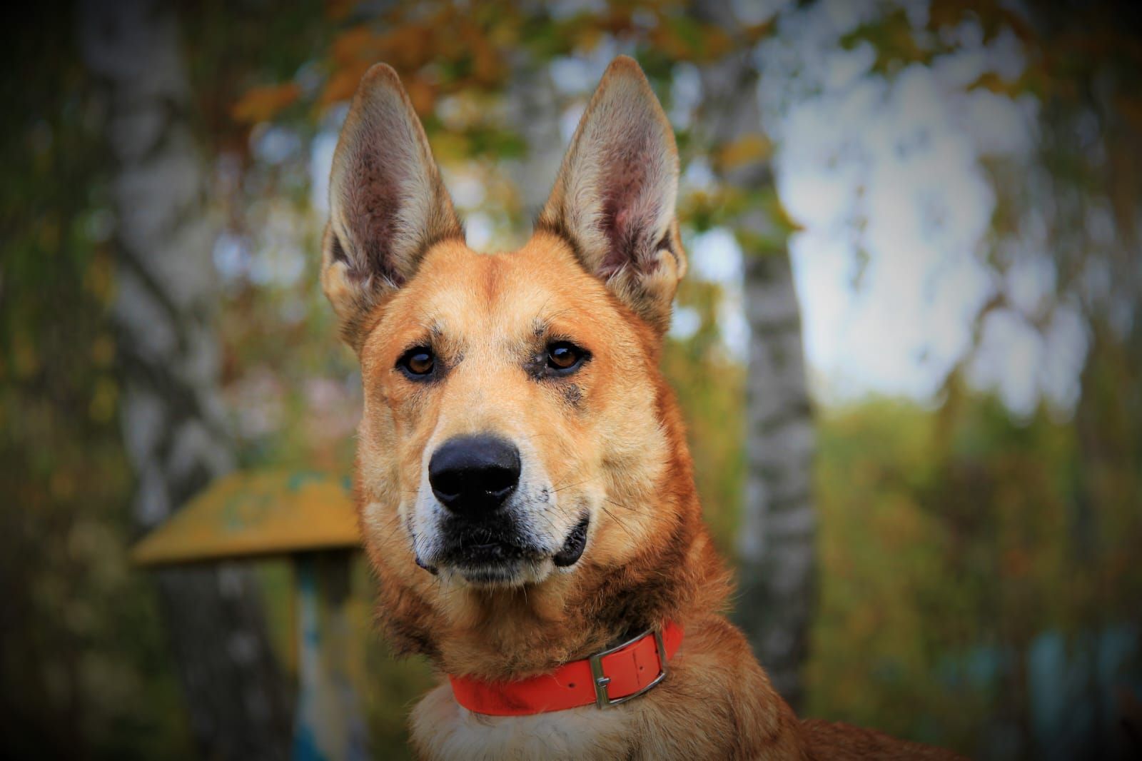 Schäferhundmix Heinrich