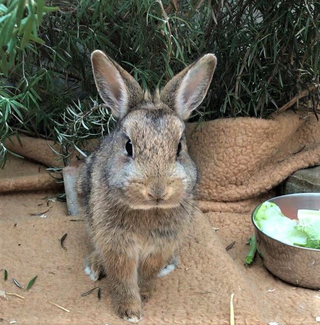 Neues Zuhause – Langohr Kasper lässt grüßen