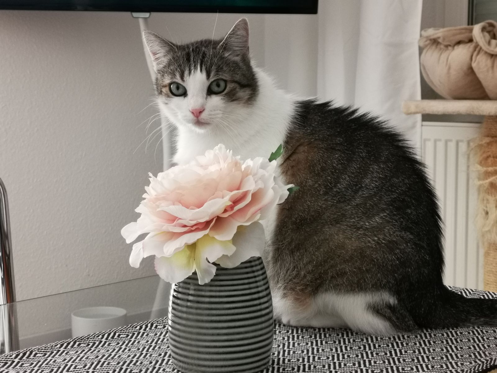 Neues Zuhause – Chili und Pepper grüßen