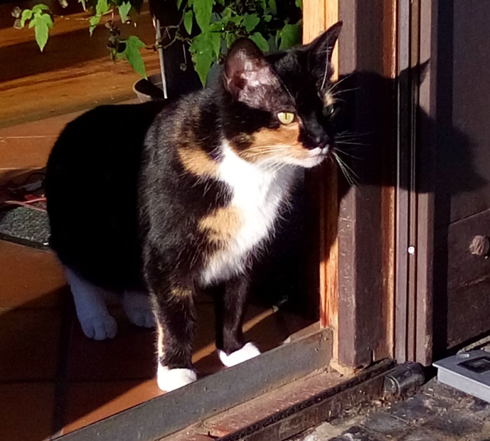 Neues Zuhause – Katze Sandy grüßt