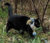 Vermisst – Katze Venus aus der Steinbergstrasse