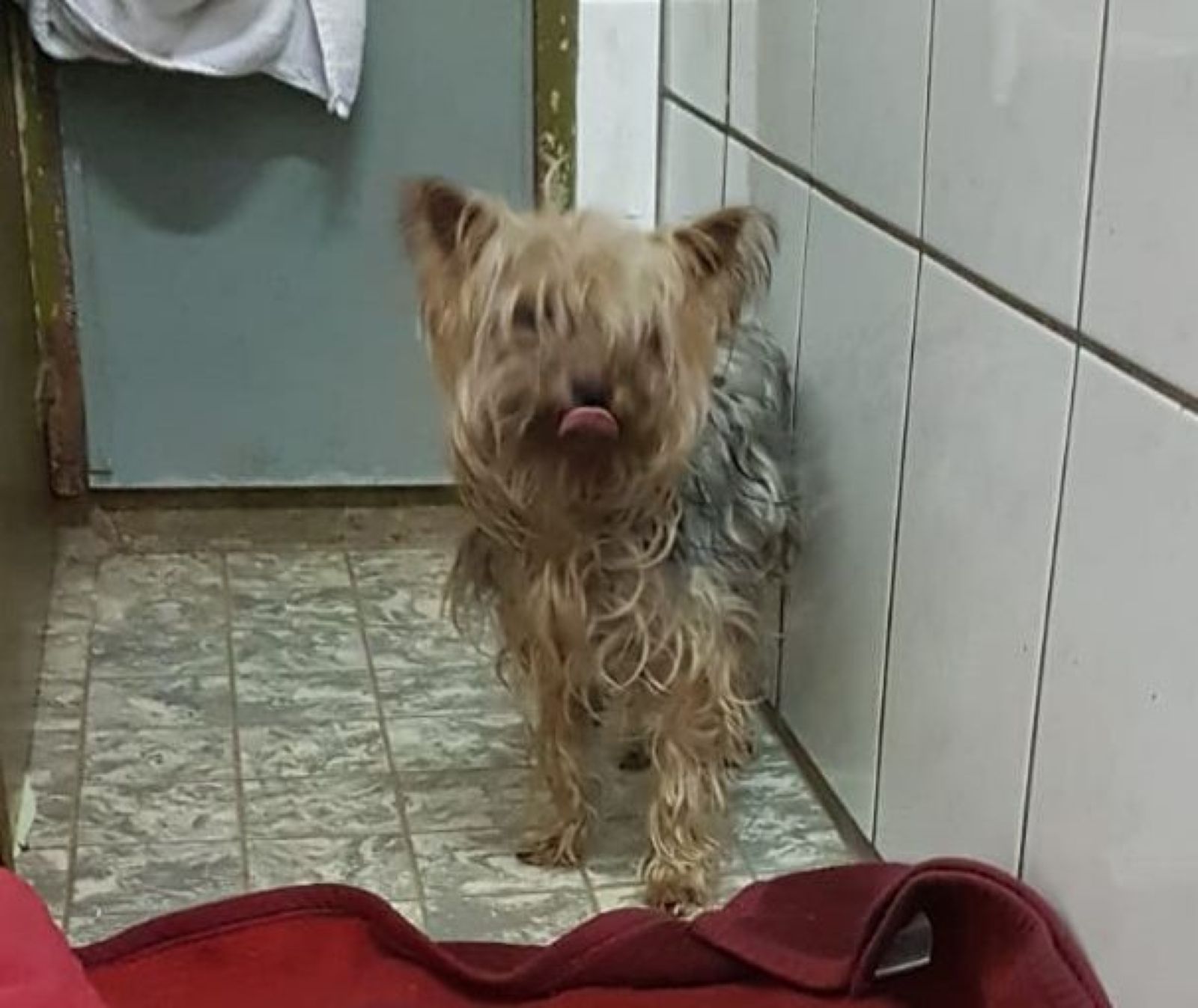 Yorkshire Terrier Hündin beim Tierheim eingefangen und schon vermittelt